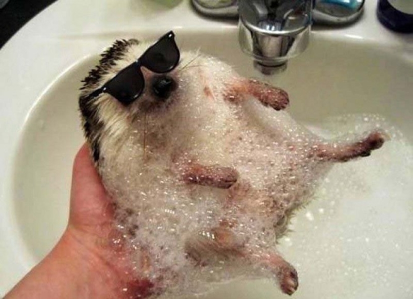 Animals that do not doubt its coolness