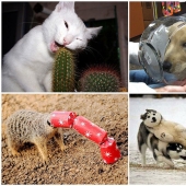 Animals that don&#39;t have a good day
