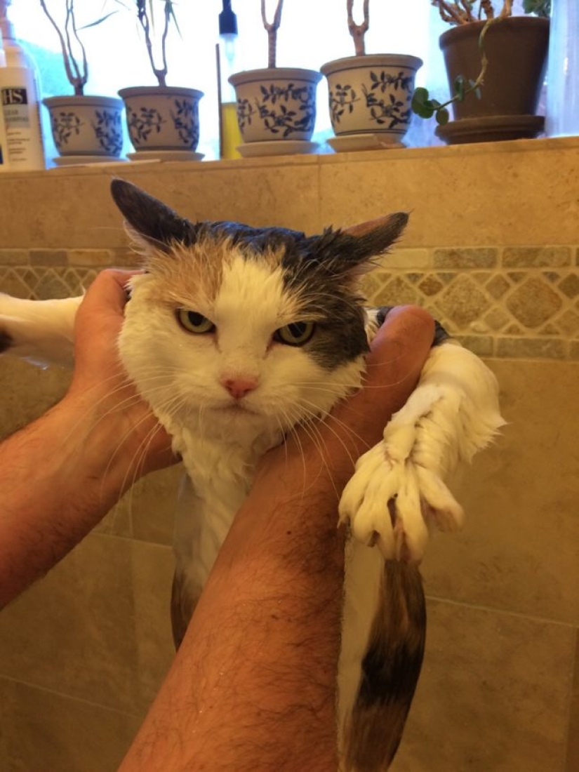 Animals that don't want to bathe