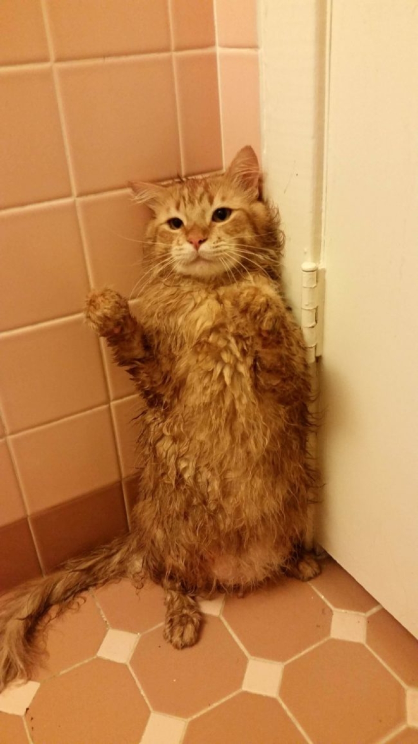 Animals that don't want to bathe Pictolic