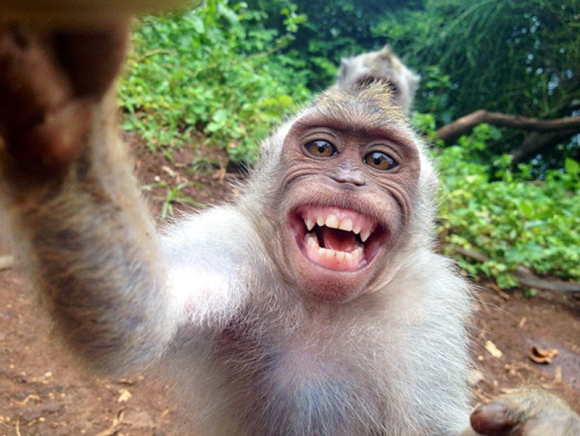 Animals that will teach you how to take selfies