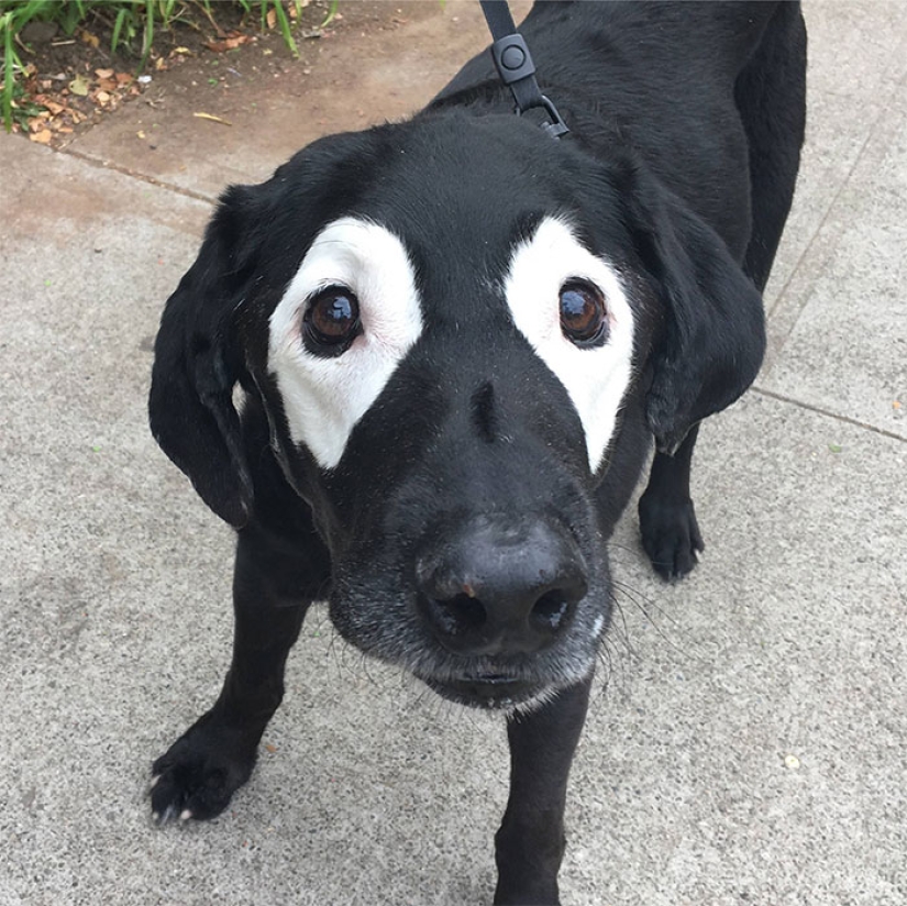 Animals with vitiligo, which seemed to lack paint