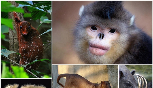 Animals You Didn&#39;t Even Know Existed
