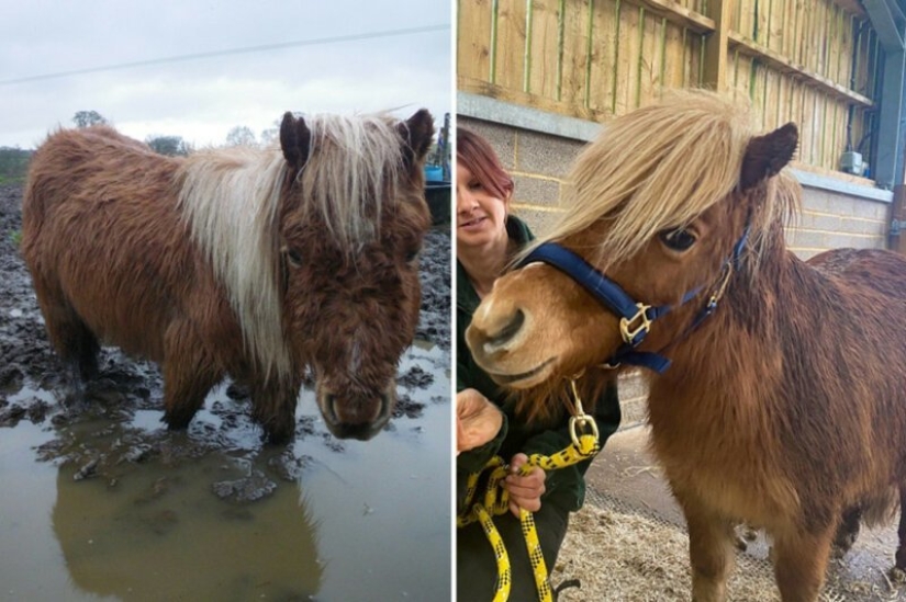 Antes y Después: 5 Historias Fotográficas Inspiradoras de Rescate de Animales