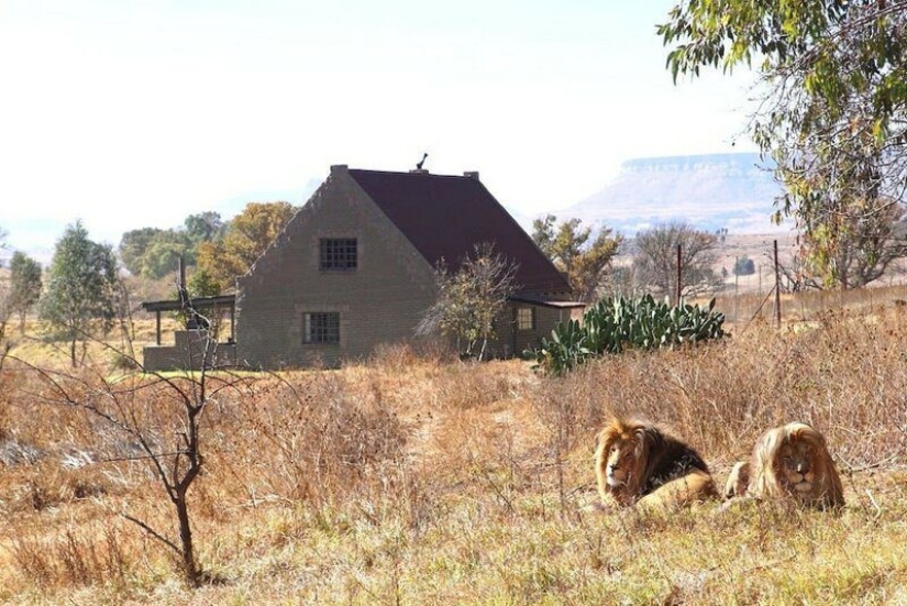 Apartments are not for the faint of heart: a cottage next to the lions is for rent