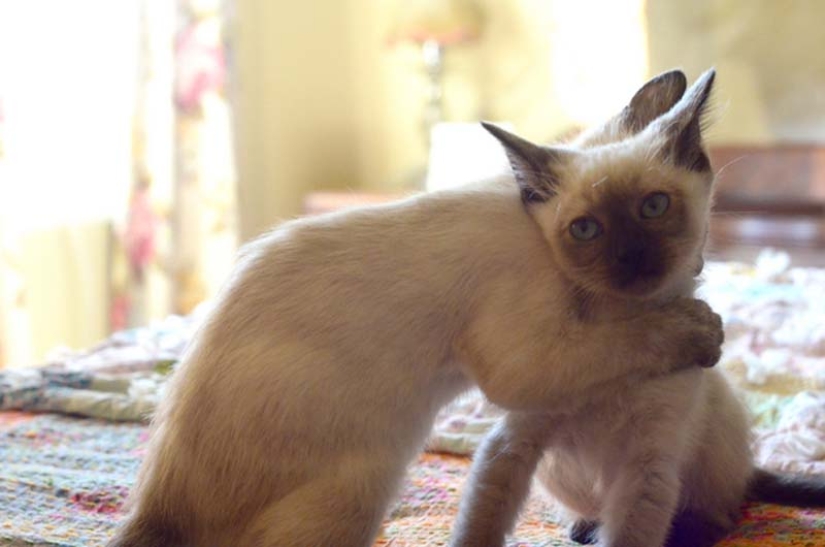 Aprendiendo a abrazar de los gatos