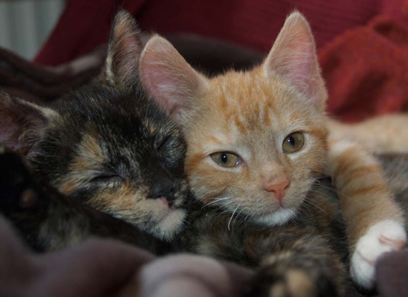 Aprendiendo a abrazar de los gatos