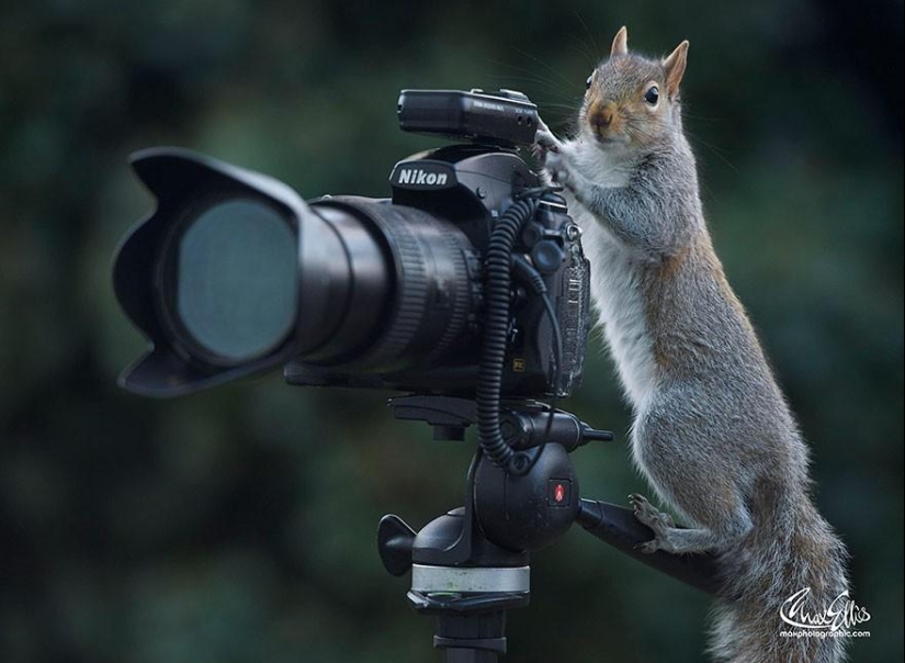 Ardillas curiosas captadas por fotógrafo británico