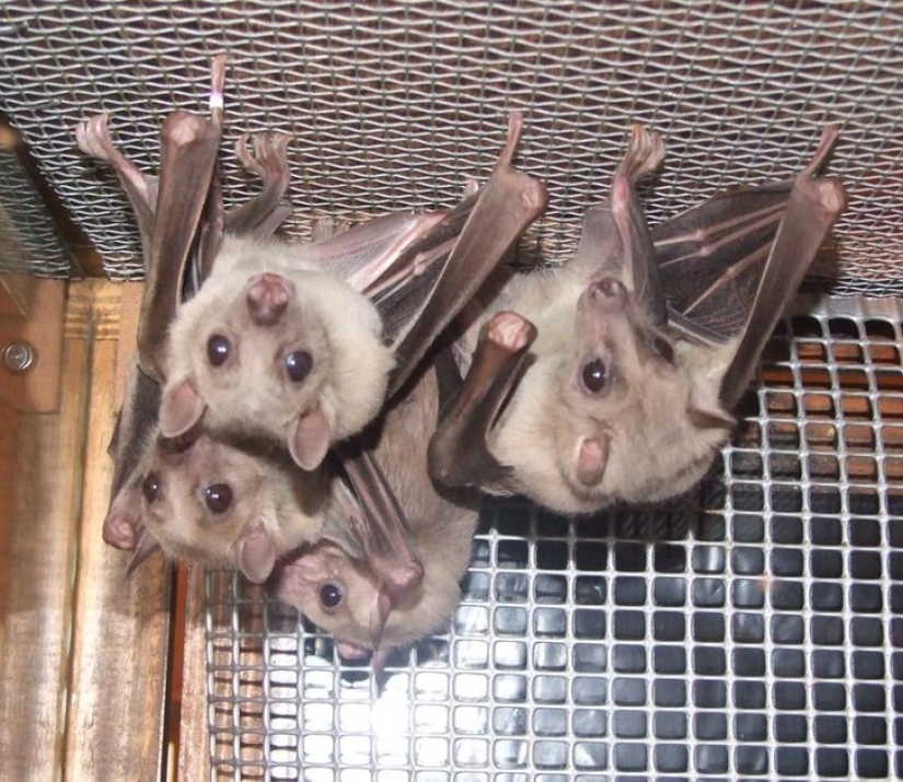 Are you still afraid of bats? Then we go to you!