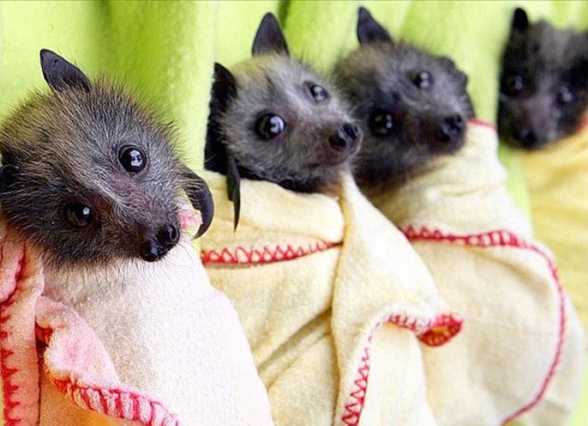 Are you still afraid of bats? Then we go to you!