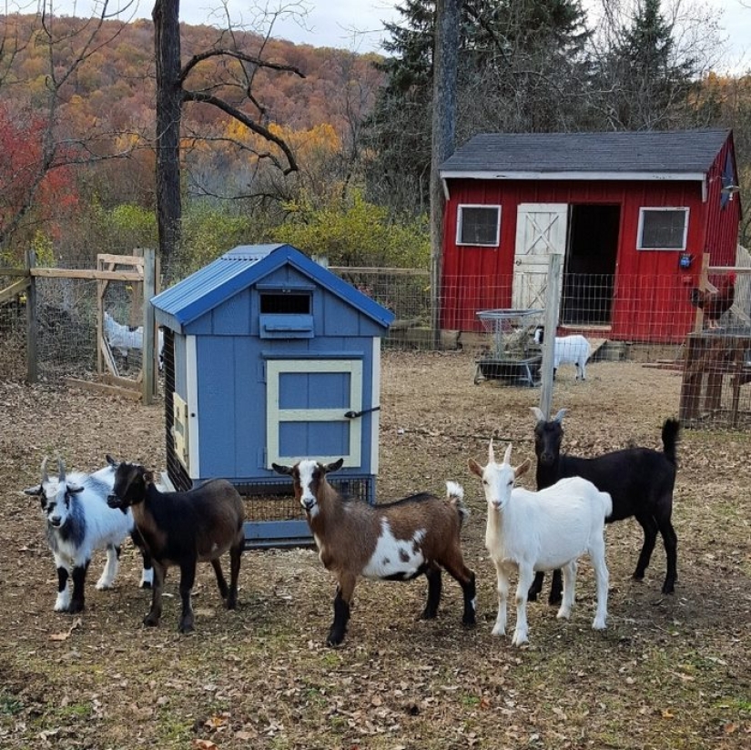 Arribista renunció al trabajo duro para criar cabras huérfanas