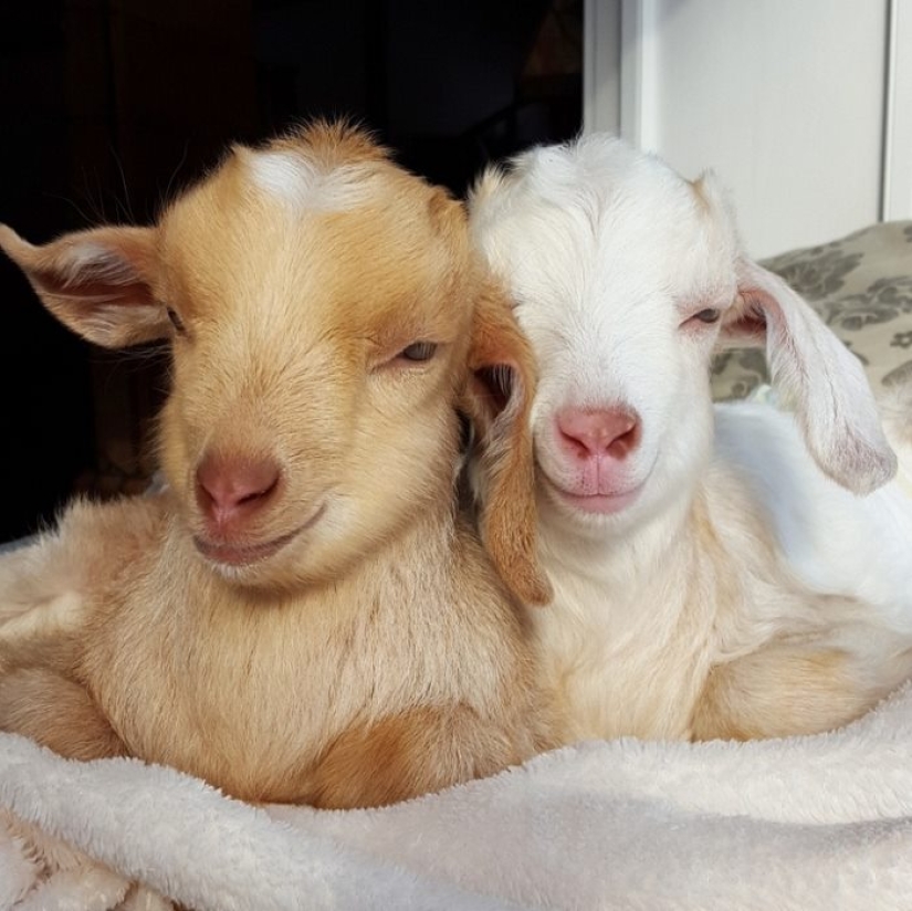 Arribista renunció al trabajo duro para criar cabras huérfanas