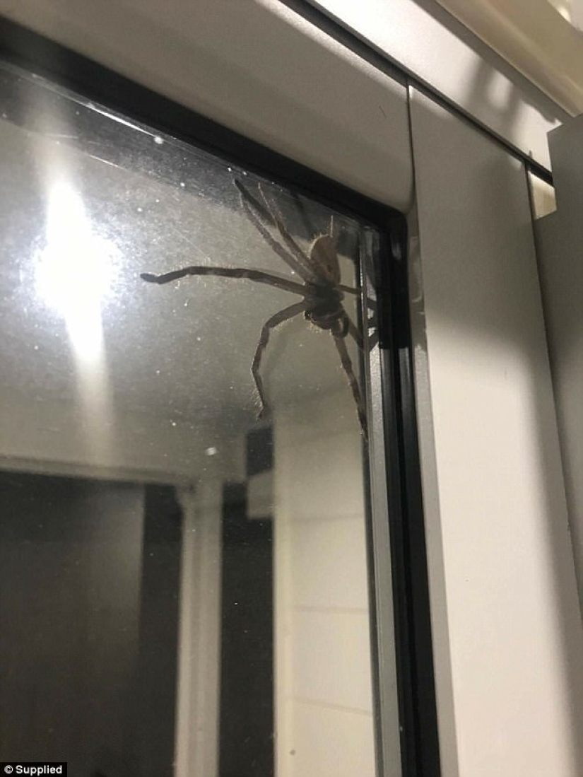 Australia fotografió, al parecer, la araña más grande del mundo