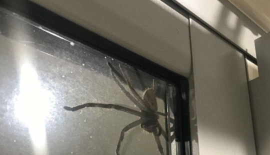 Australia photographed, it seems, the largest spider in the world