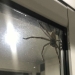 Australia photographed, it seems, the largest spider in the world