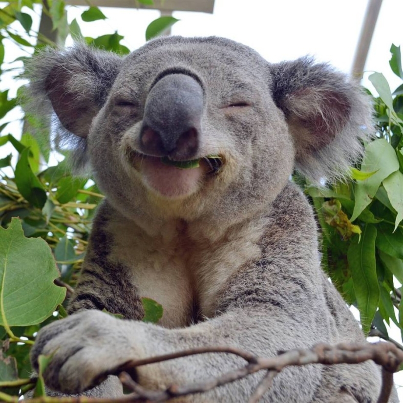 Australian animals that don&#39;t care about your stereotypes