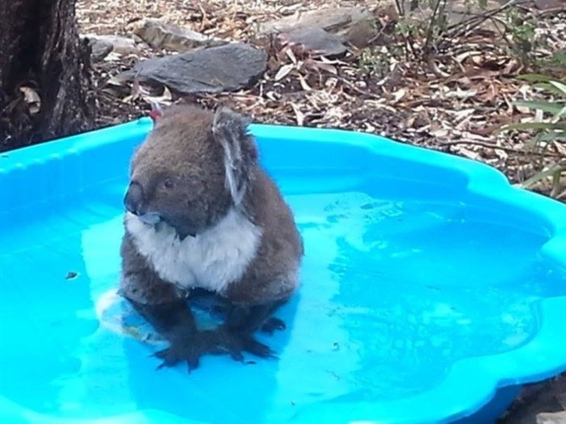 Australian animals that don&#39;t care about your stereotypes