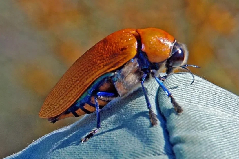 Australian golden beetles: when men prefer bottles to their ladies