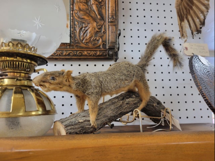 Bad taxidermy - as a separate art form