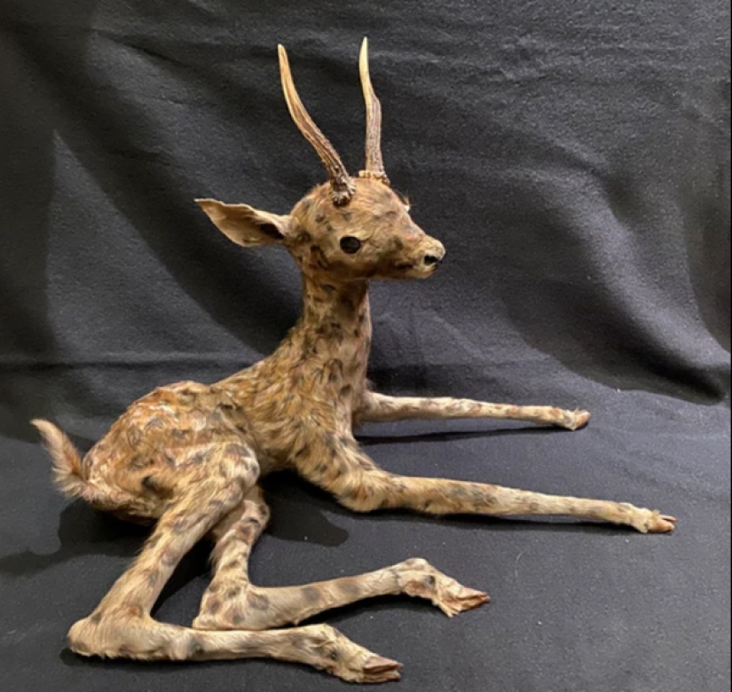 Bad taxidermy - as a separate art form