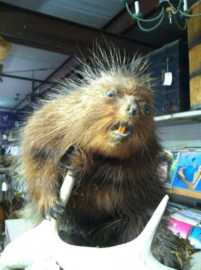 Bad taxidermy - as a separate art form