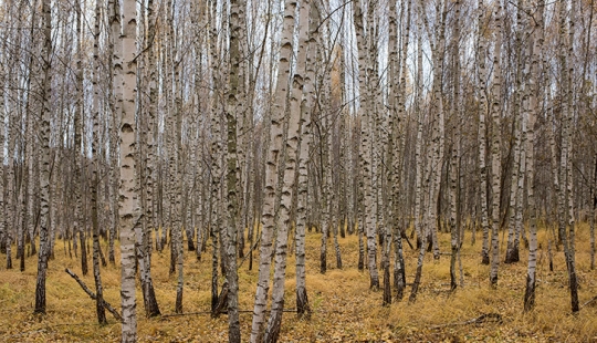 Bailando con águilas