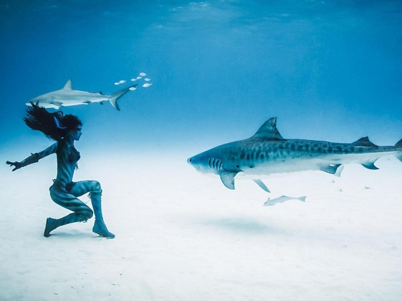 Bailando con tiburones tigre