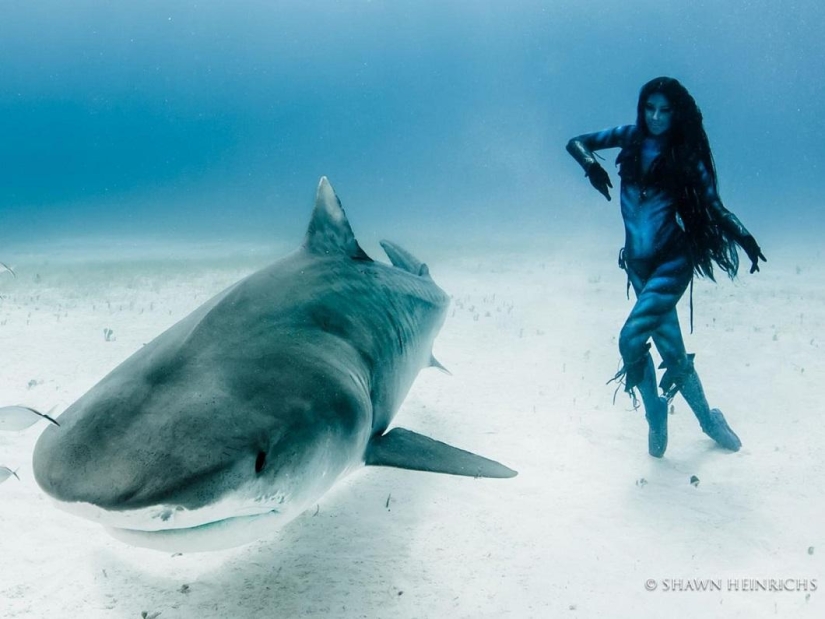 Bailando con tiburones tigre