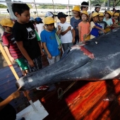 Balleneros japoneses masacraron a una ballena frente a una multitud de escolares