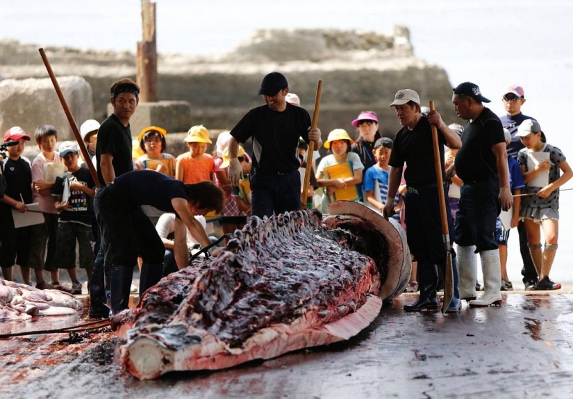 Balleneros japoneses masacraron a una ballena frente a una multitud de escolares