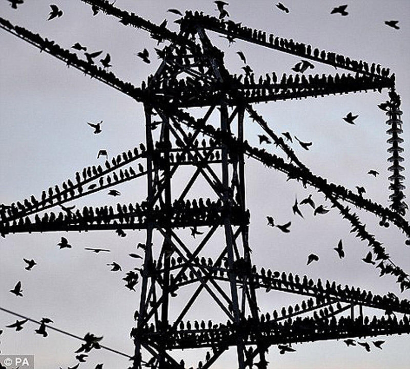 Ballet in the sky - starlings flew to Britain
