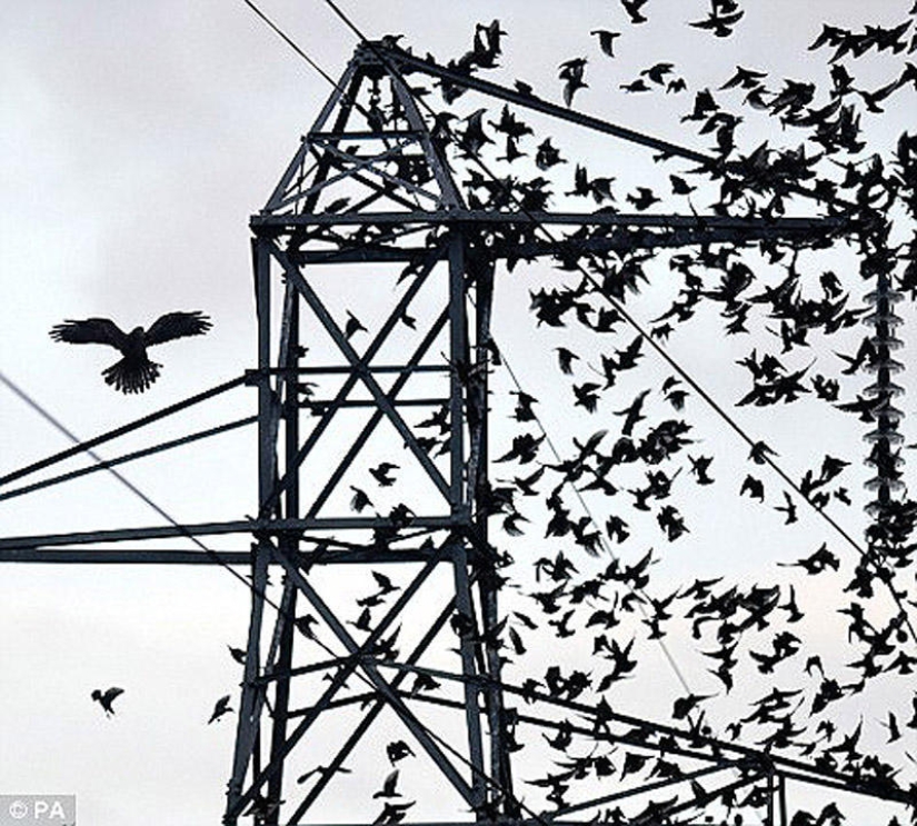 Ballet in the sky - starlings flew to Britain