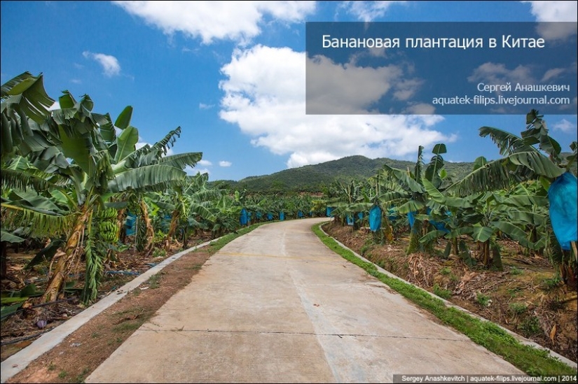 Banana plantation in China