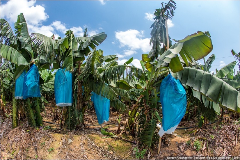Banana plantation in China