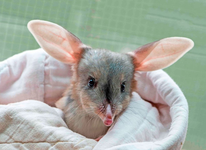 Bandicoots are cute Australian animals with a difficult fate