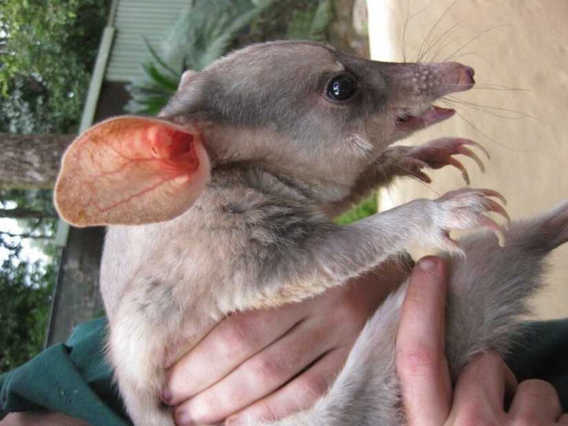 Bandicoots are cute Australian animals with a difficult fate
