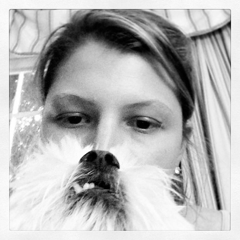 barbas de perro