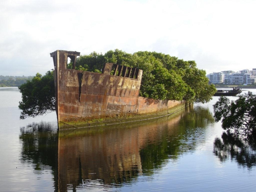 Barco abandonado SS Ayrfield - bosque de manglar flotante