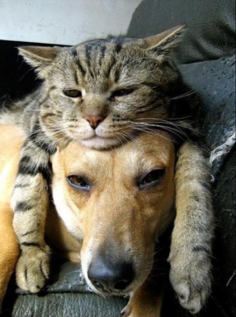 Be friends like a cat with a dog