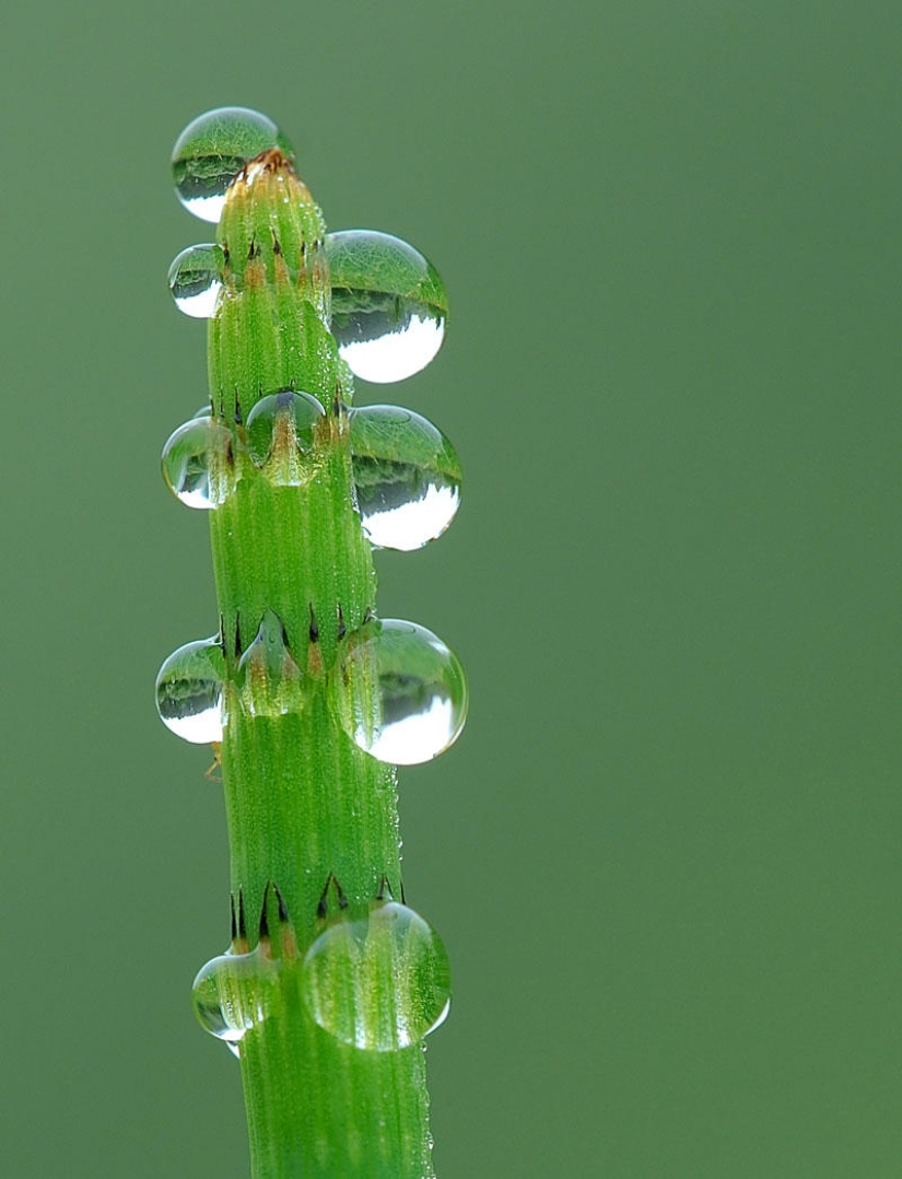 Beautiful drops — 12 examples of guttation