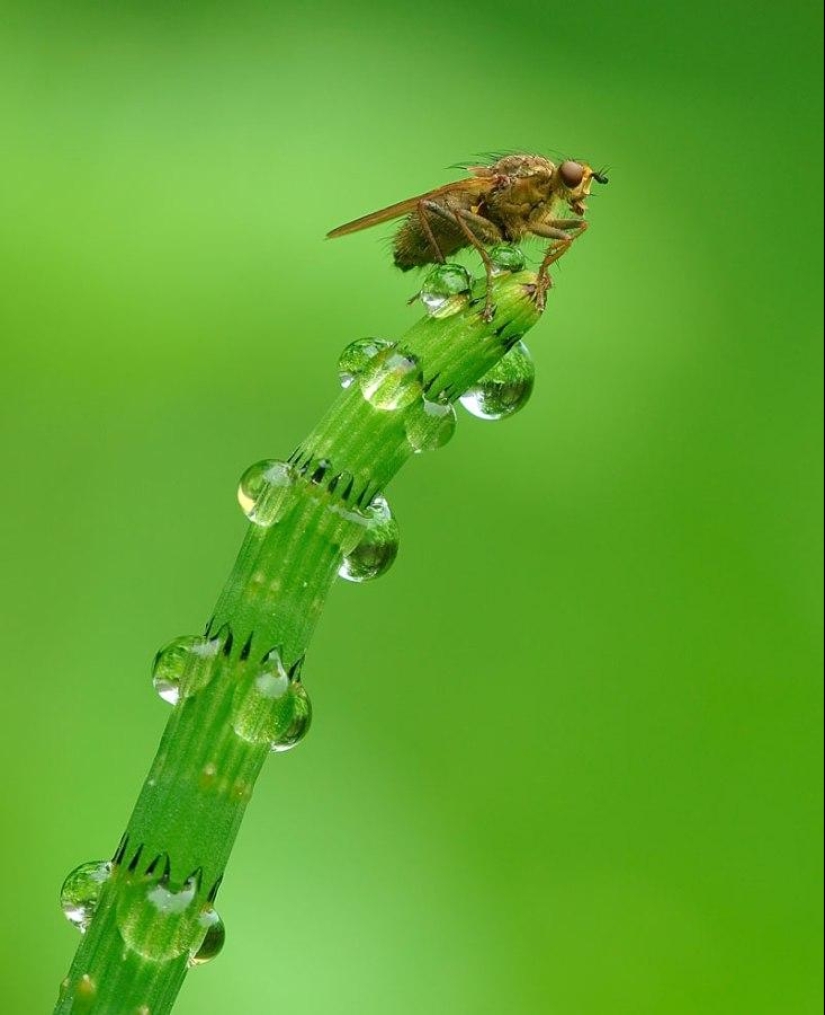 Beautiful drops — 12 examples of guttation