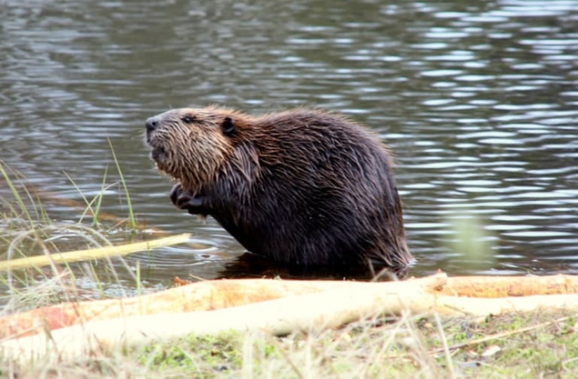 Beaver and beaver, bra and bra and other concepts that many people confuse with each other