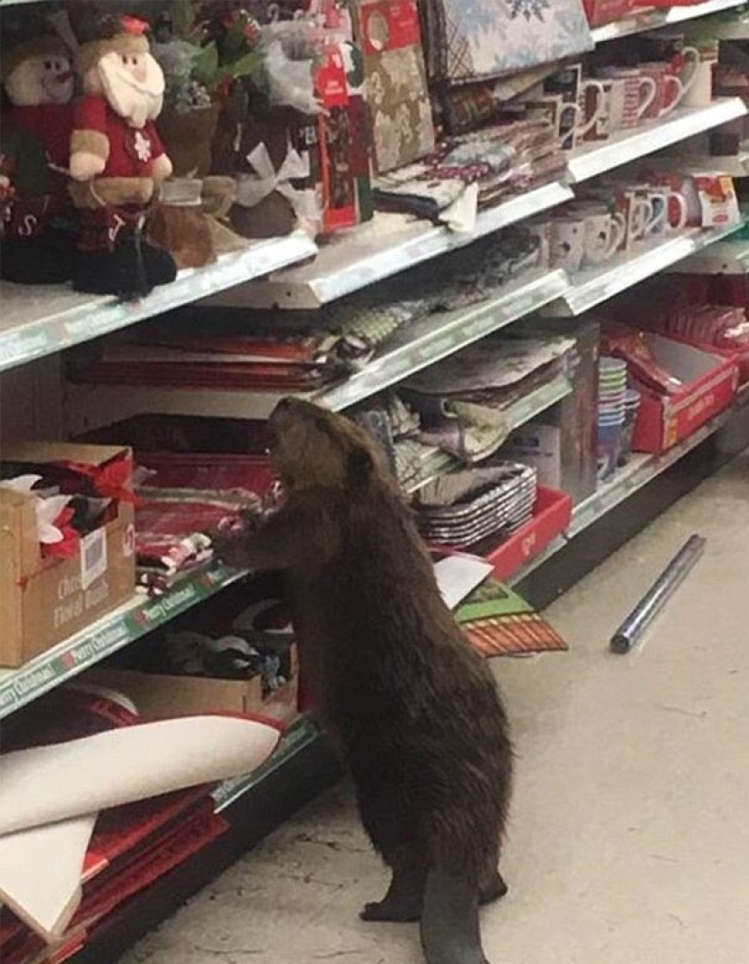 Beaver — the thief of Christmas