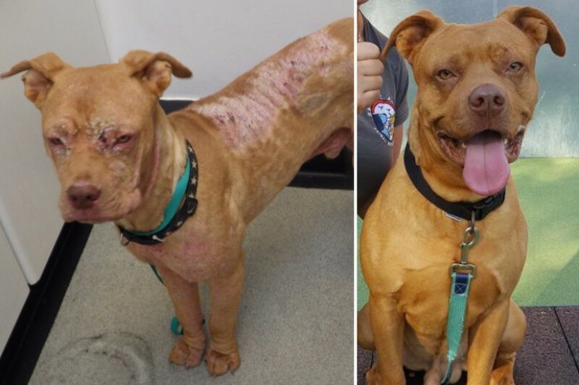 Before and After: 5 Inspiring Photo Stories of Animal Rescue
