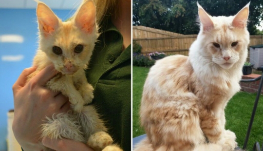 Before and After: 5 Inspiring Photo Stories of Animal Rescue