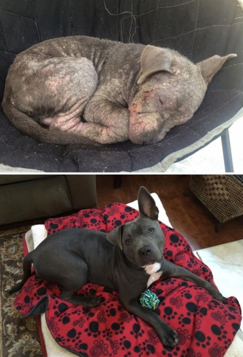 Before and after: a heartbreaking examples of the transformation of the dogs who found a loving home