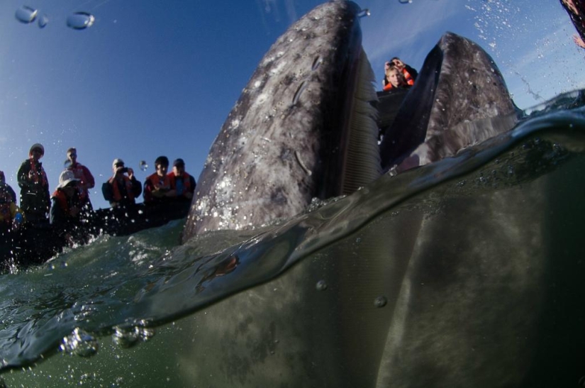 besa a la ballena