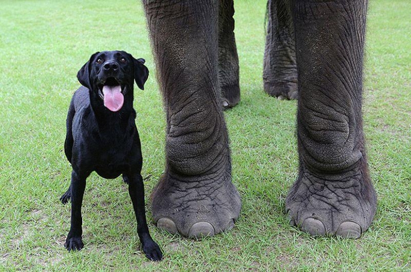 Best friends are a dog and an elephant