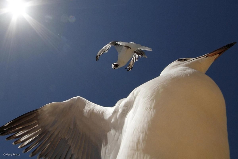 Best Wildlife Photos 2014