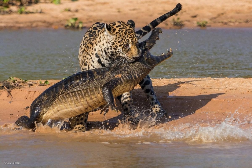 Best Wildlife Photos 2014